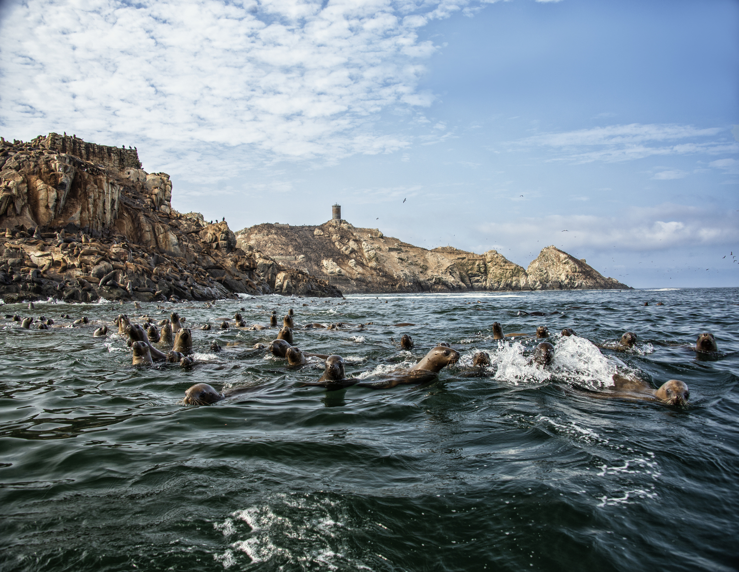 Cosa visitare in Perù leoni marini - Life&People Magazine