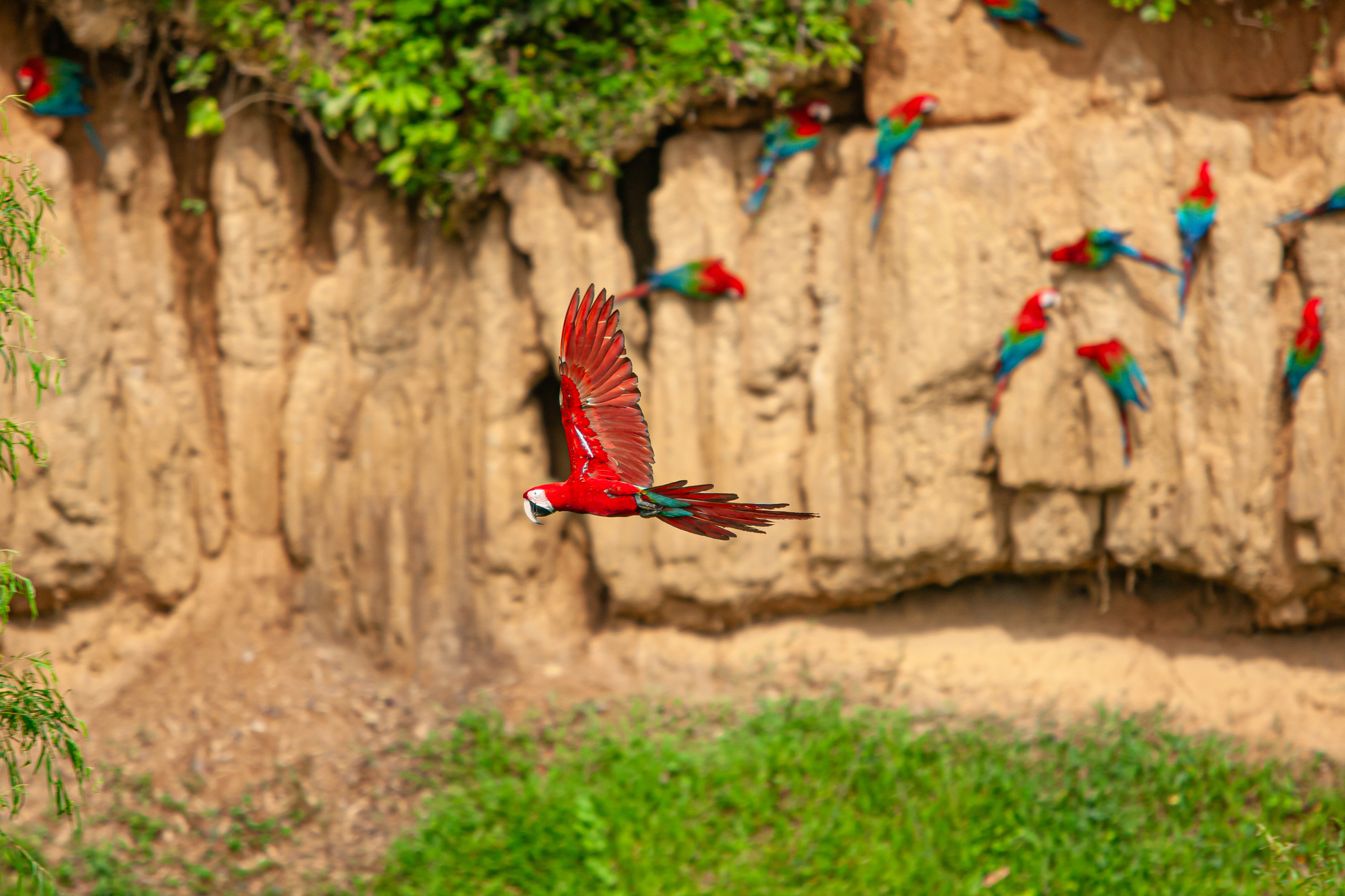 Per&ugrave; Guacamayo - Life&People Magazine