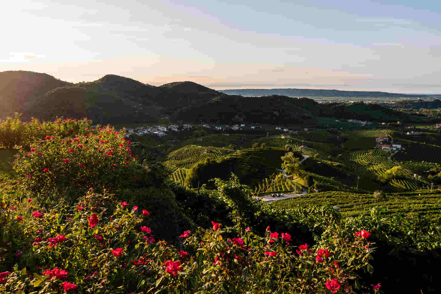 Storia vino Valdobbiadene DOCG - Life&People Magazine
