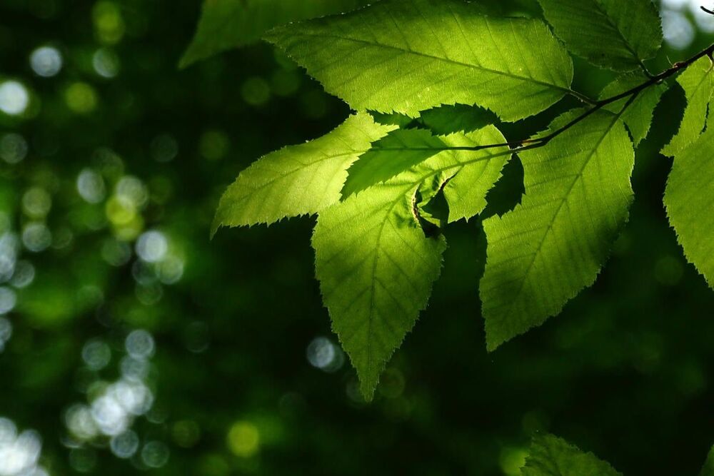 fotosintesi artificiale - Life&People Magazine