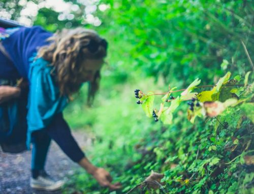 Foraging di primavera: la passeggiata nei boschi per ritrovare tempo e gusto
