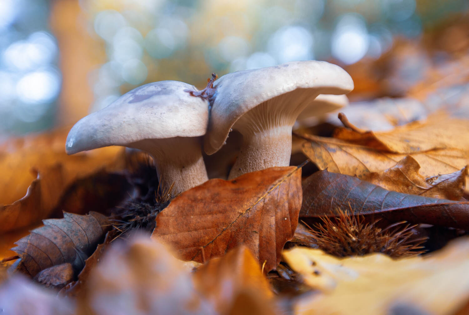 Proprietà dei funghi coltivati - Life&People Magazine