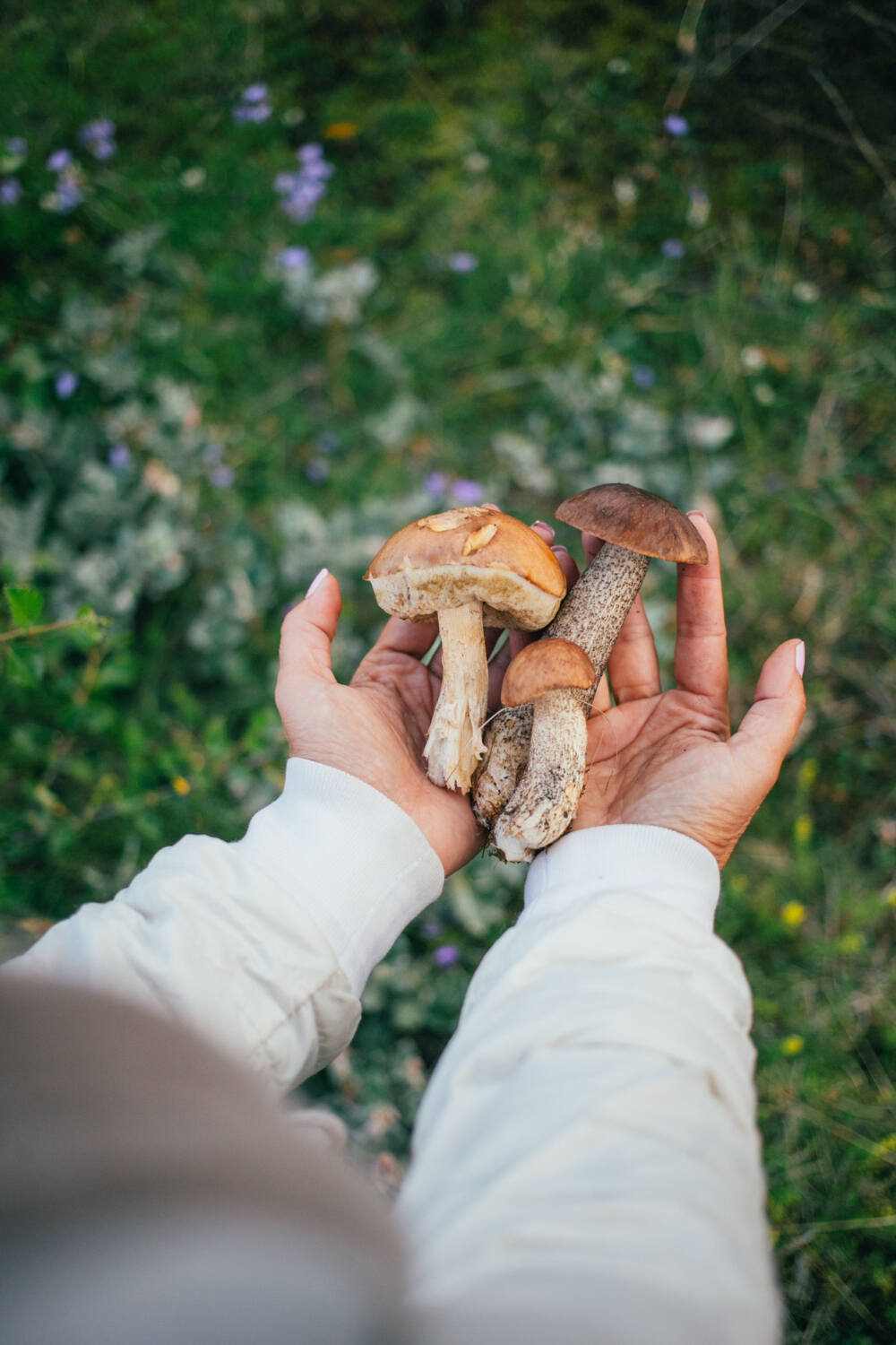 Proprietà dei funghi freschi - Life&People Magazine