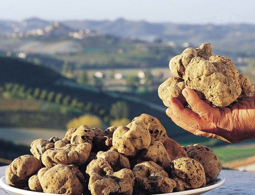 Oro bianco in Toscana: viaggio nella mostra del tartufo delle colline Sanminiatesi