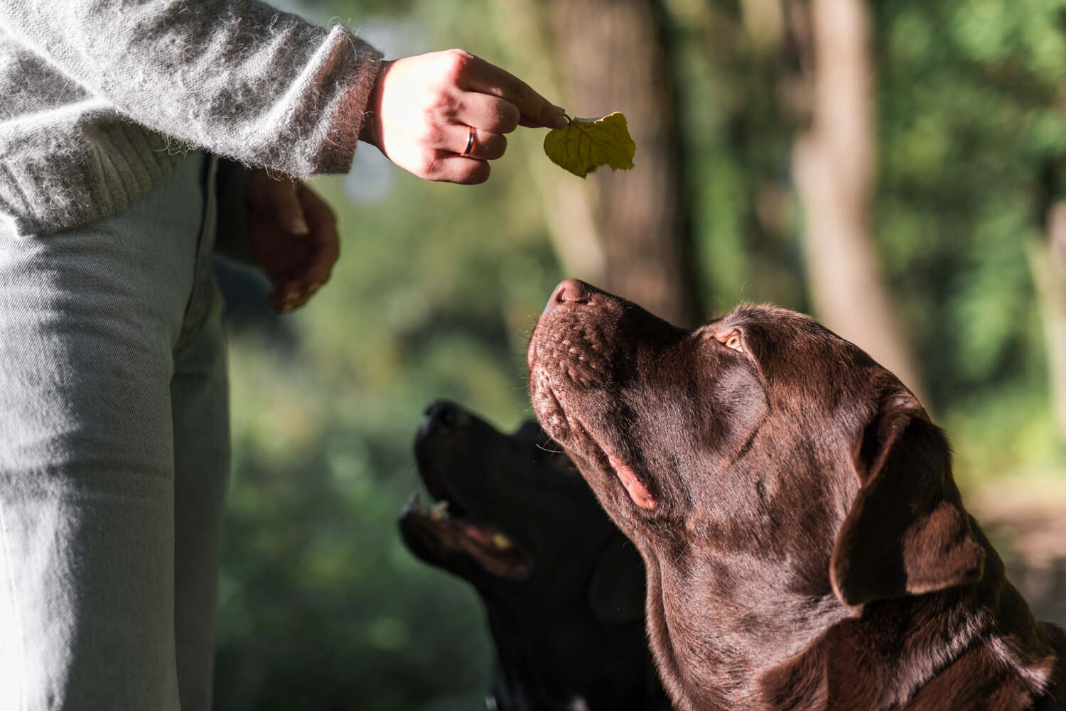 Pensione per cani addestramento