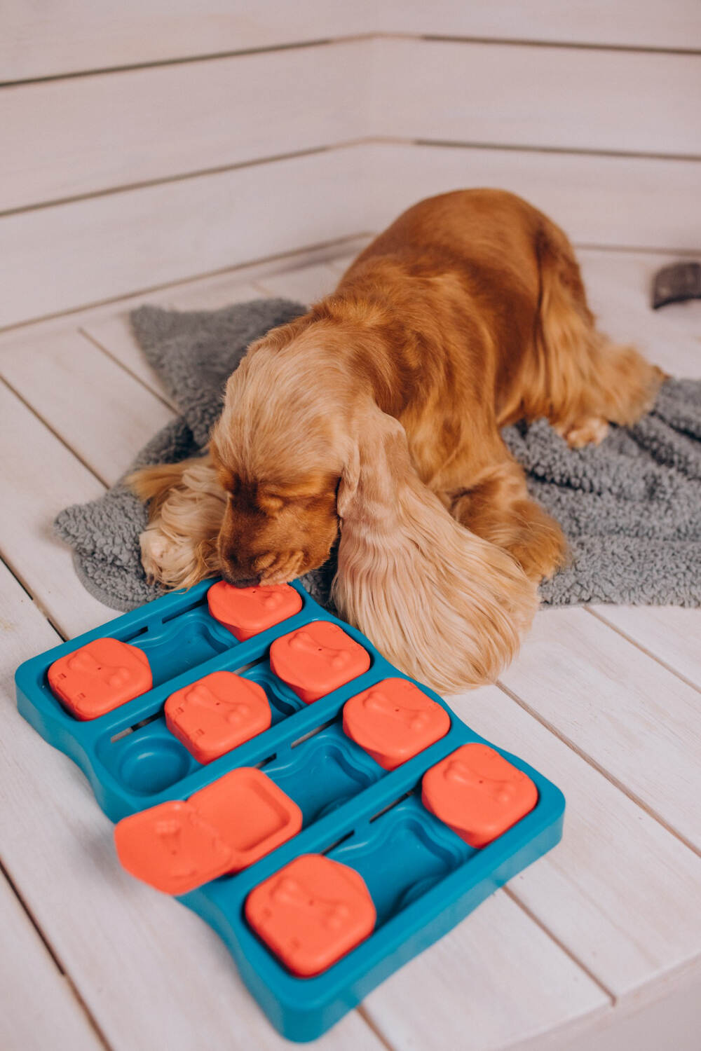Pensione per cani giochi
