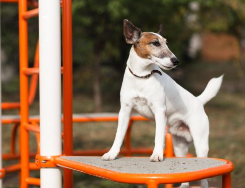 Pensione per il cane a Natale: quando prenotare e come scegliere?