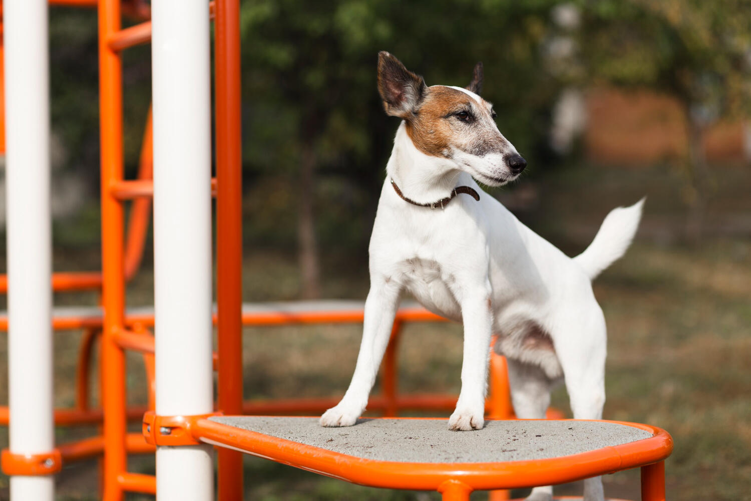 pensione per il cane a natale quando prenotare e come scegliere da Lifeandpeople.it pensione per il cane a natale quando prenotare e come scegliere