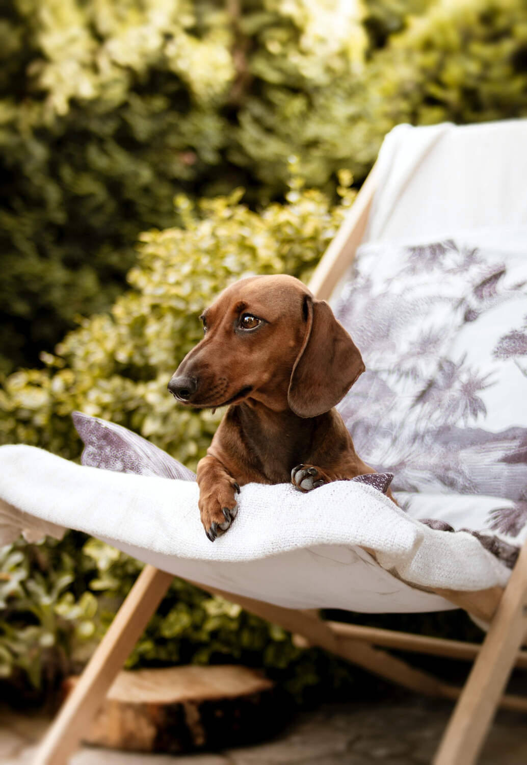 Pensione per cani comoda ed efficiente