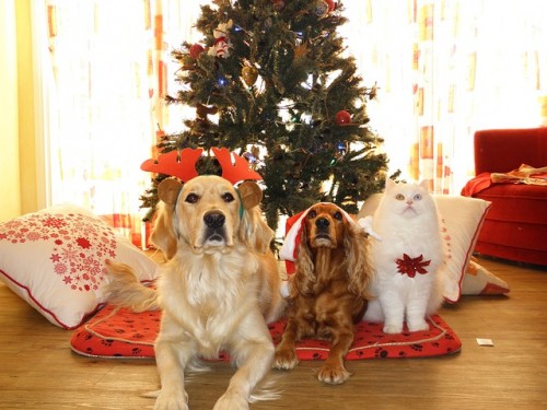 Pensione per cani © Zoomalia