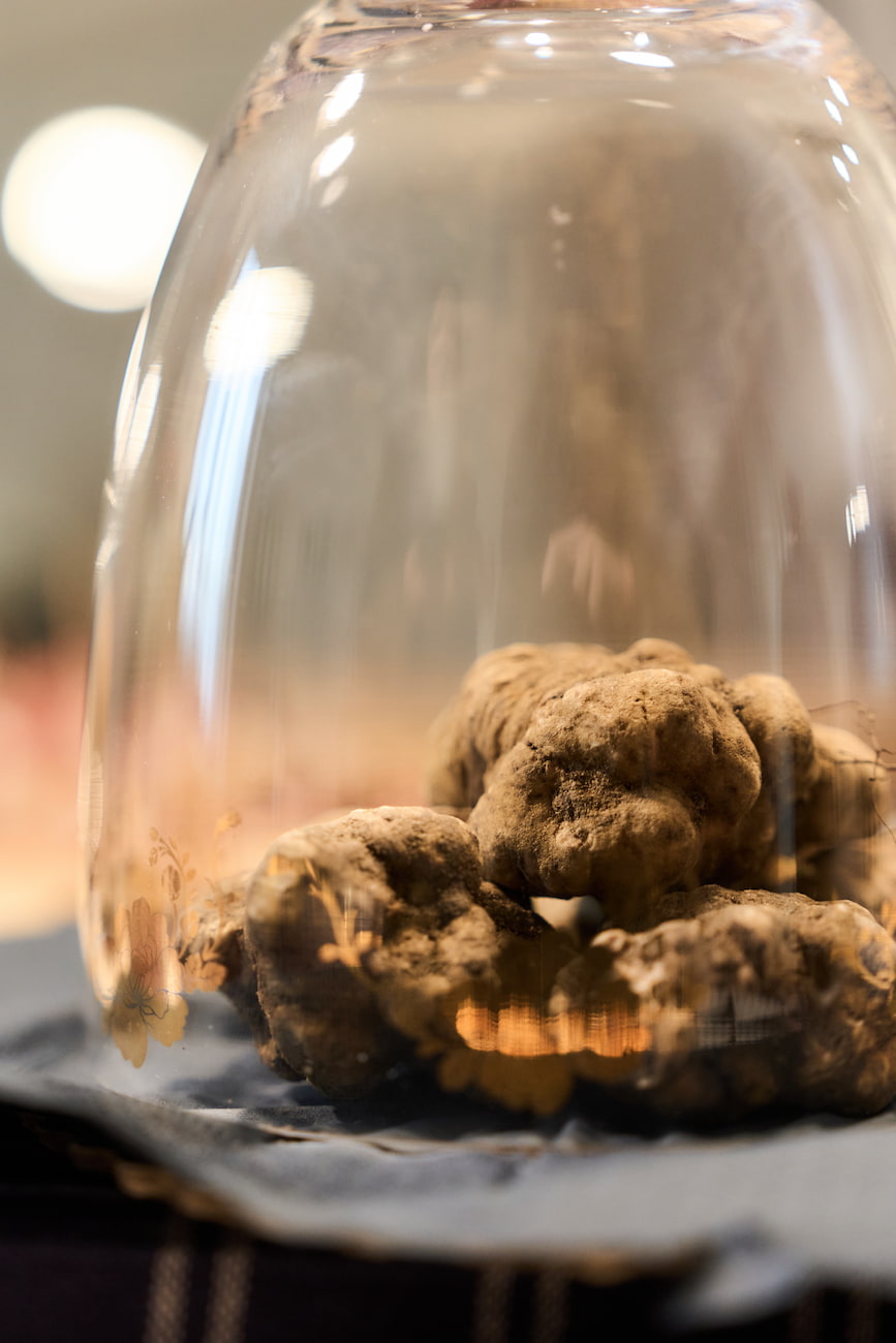 Tartufo bianco Colline Sanminiatesi tuberi