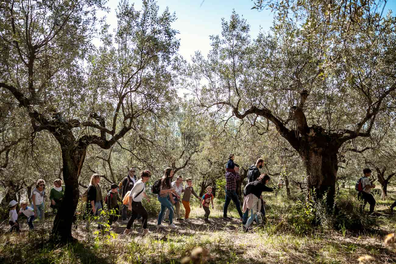 raccolta olive uliveto - Life&People Magazine