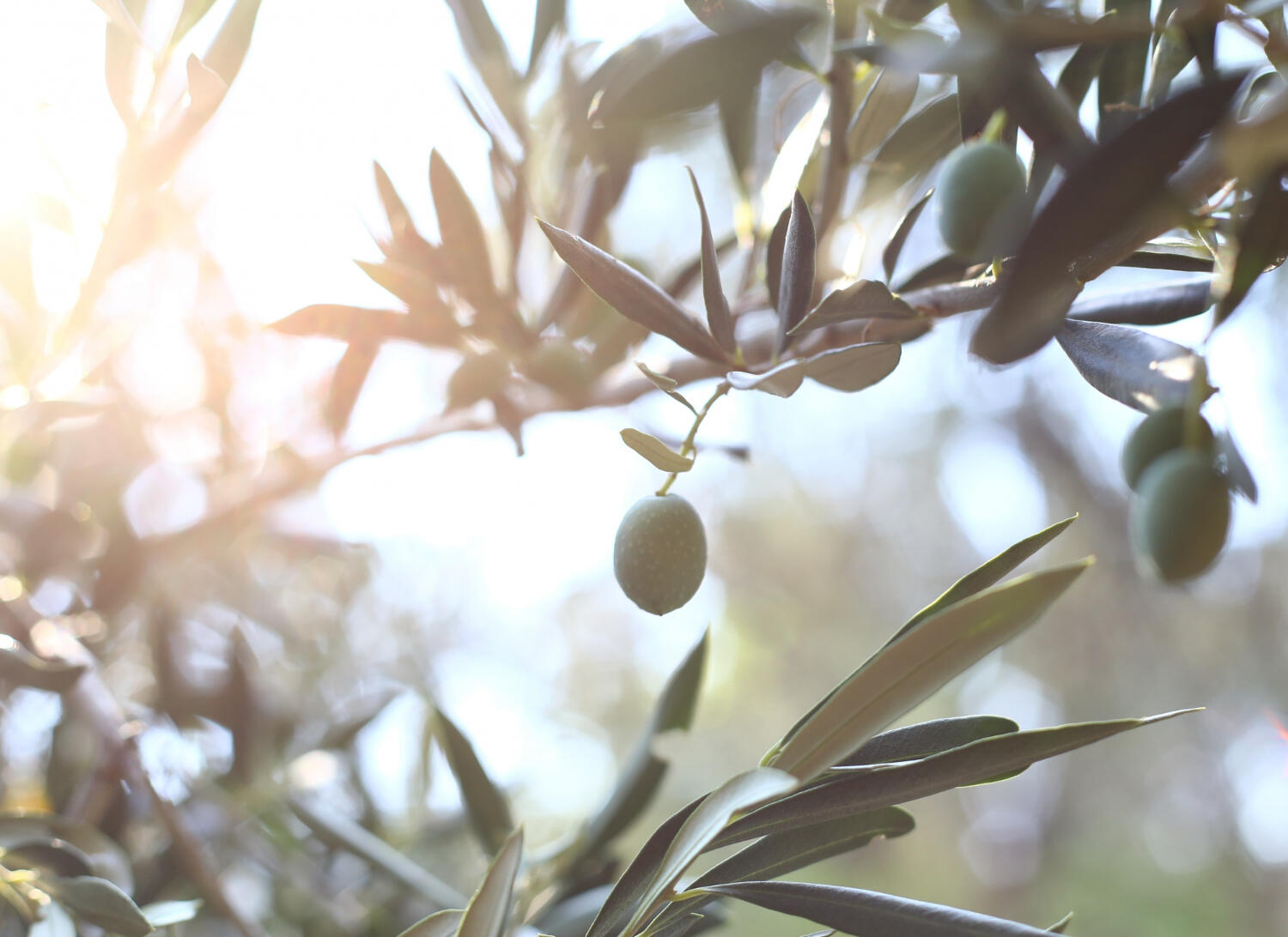 raccolta olive - Life&People Magazine